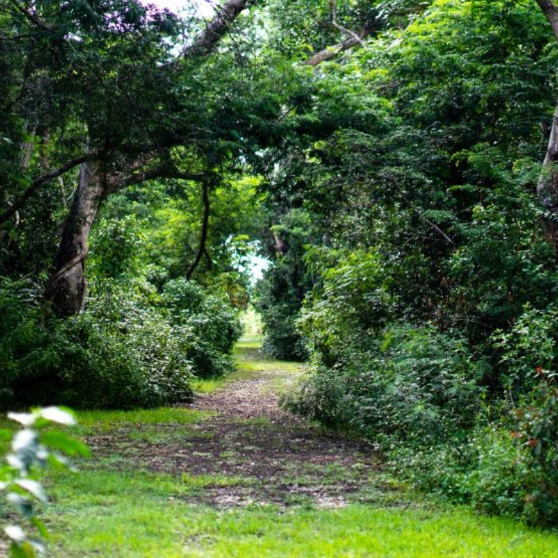 Tropical Hammock Conservation at Patch of Heaven Sanctuary, Florida